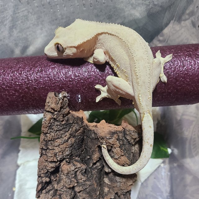 크림 크림시클