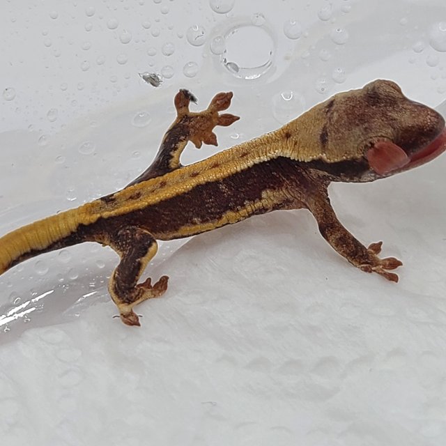 릴리100%헷아잔틱