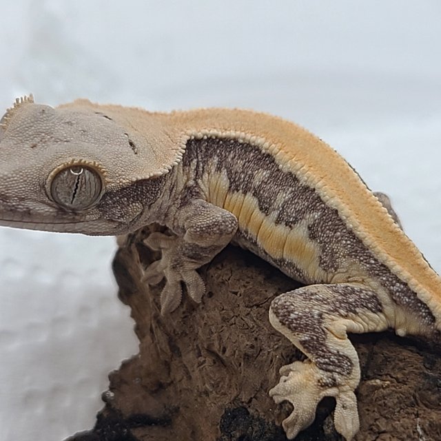 릴리100%헷아잔틱