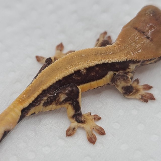 릴리100%헷아잔틱