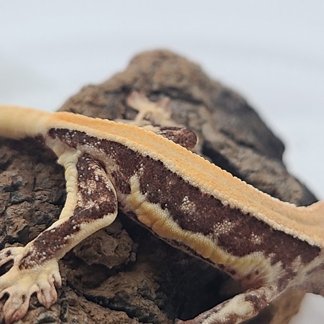 릴리100%헷아잔틱