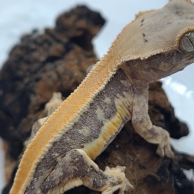 릴리100%헷아잔틱