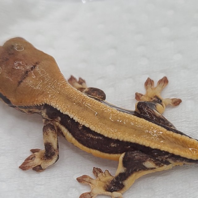 릴리100%헷아잔틱