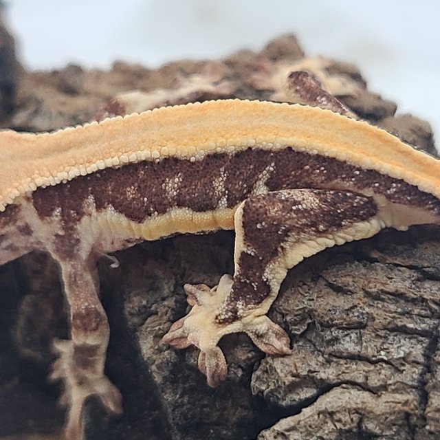 릴리100%헷아잔틱