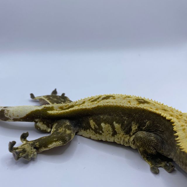100%헷아잔틱