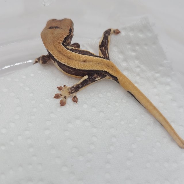 릴리100%헷아잔틱