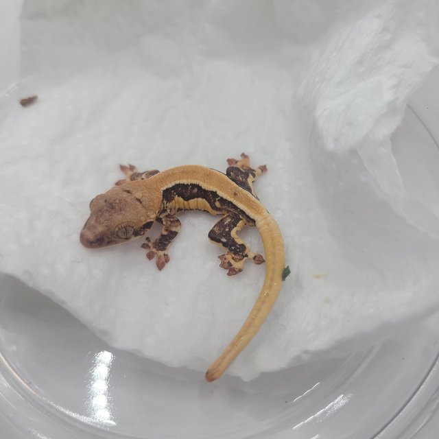 릴리100%헷아잔틱