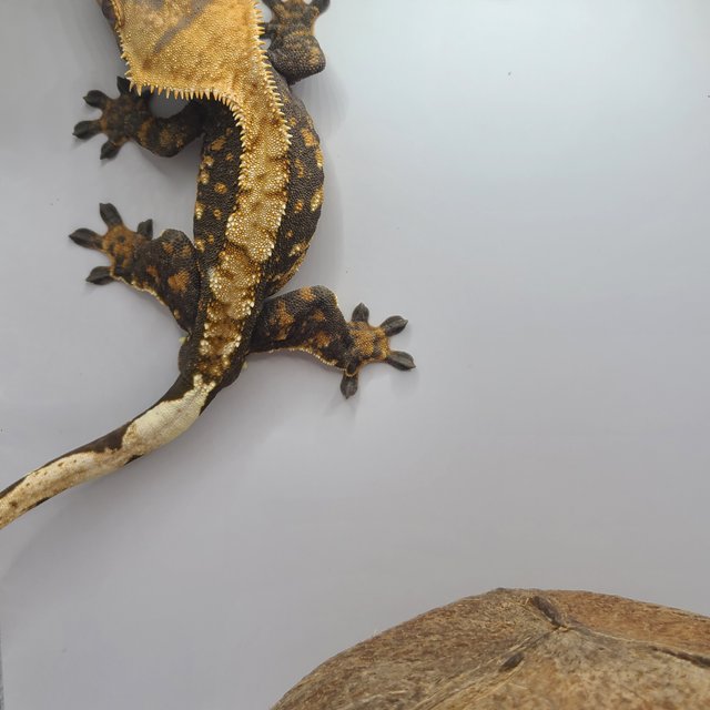 할로윈 텐저린 다크 트라이