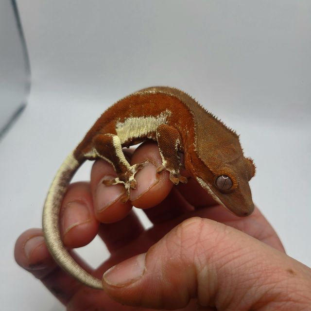 팬텀 레드 릴리화이트