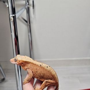 노멀 바이 달마시안 레드