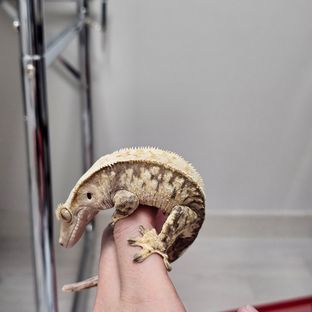 노멀 할리퀸 익스트림할리퀸