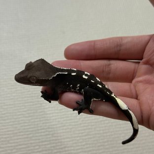 아잔틱