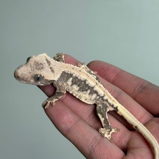 릴리100%헷아잔틱