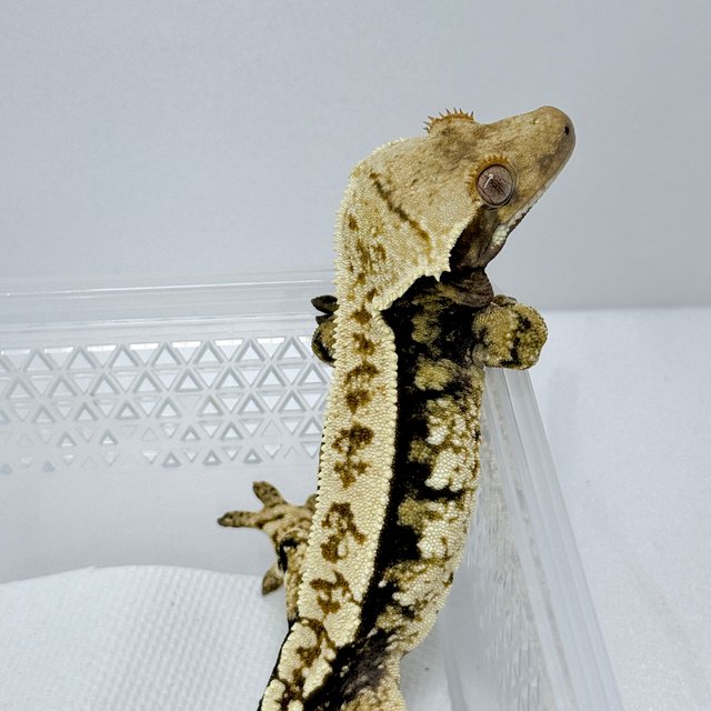 노멀 트라이 화이트스팟