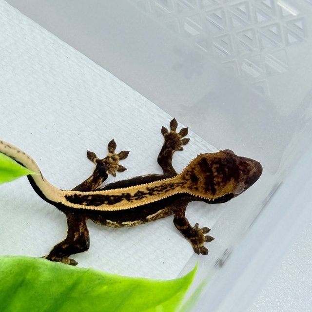 슈퍼스트라이프 엠티백