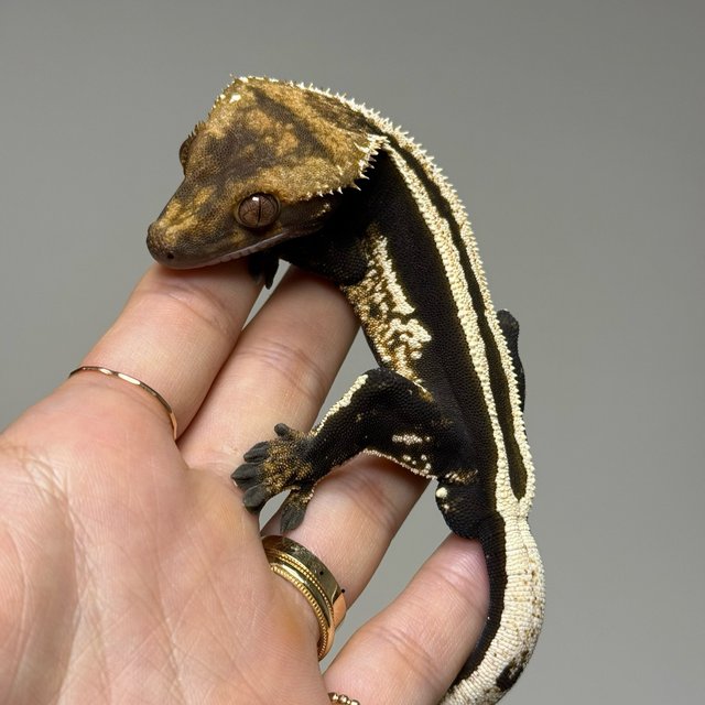 슈퍼스트라이프 엠티백