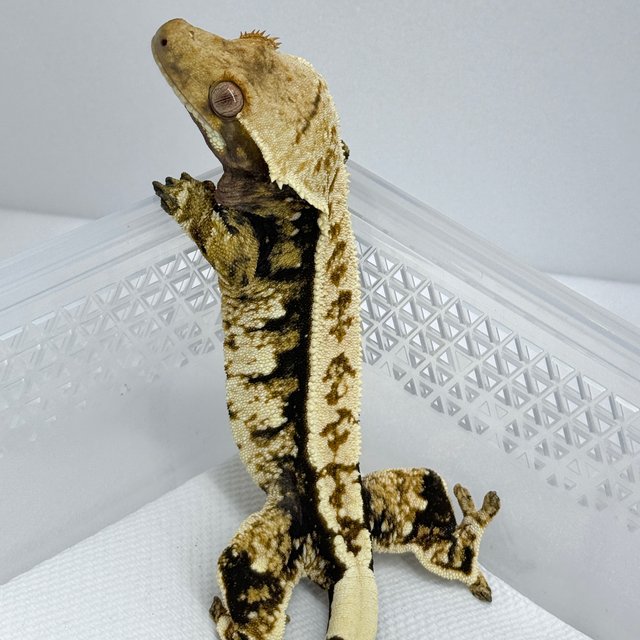 노멀 트라이 화이트스팟