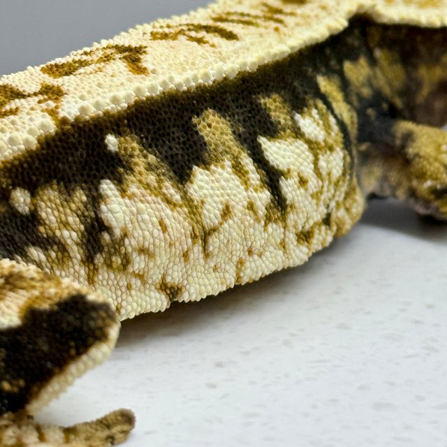 노멀 트라이 화이트스팟