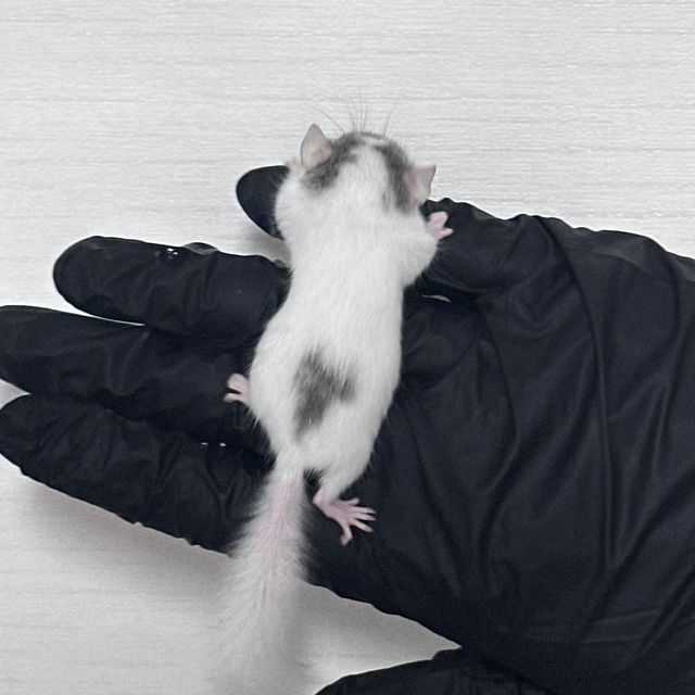 달마시안