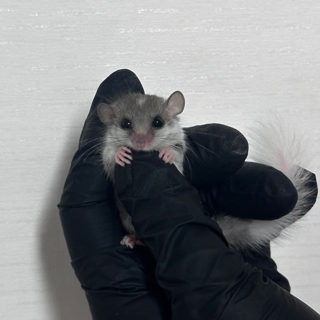 링테일 헤드스팟