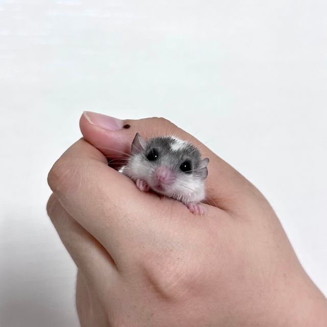 달마시안