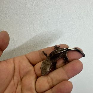 아잔틱