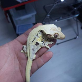백야베이비