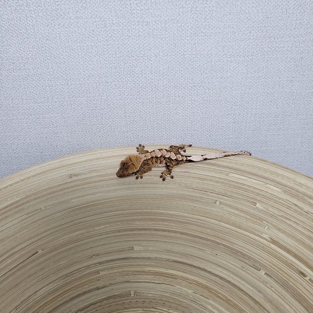 트라이 익스트림할리퀸