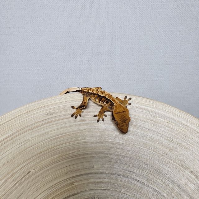 트라이 익스트림할리퀸 텐저린