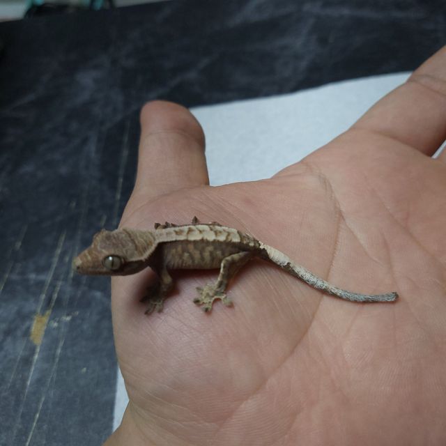 세이블
