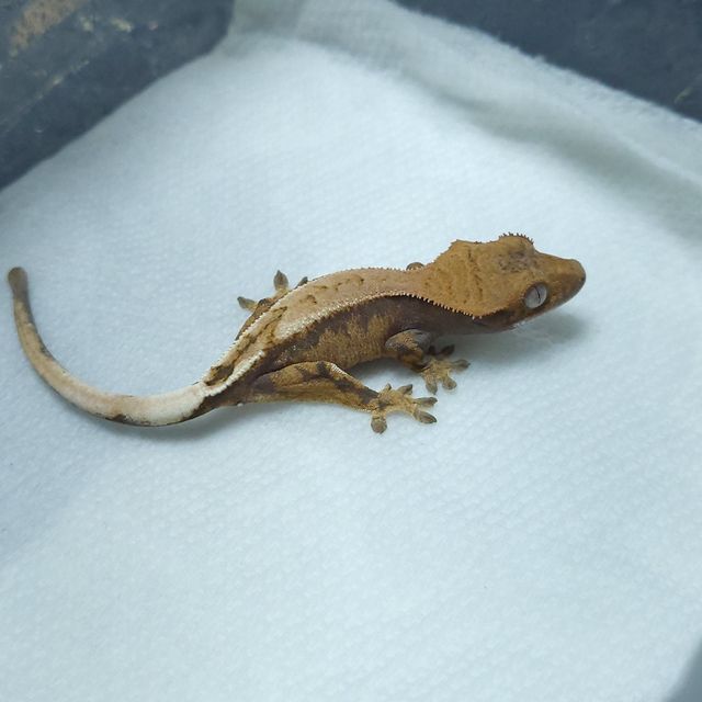 세이블