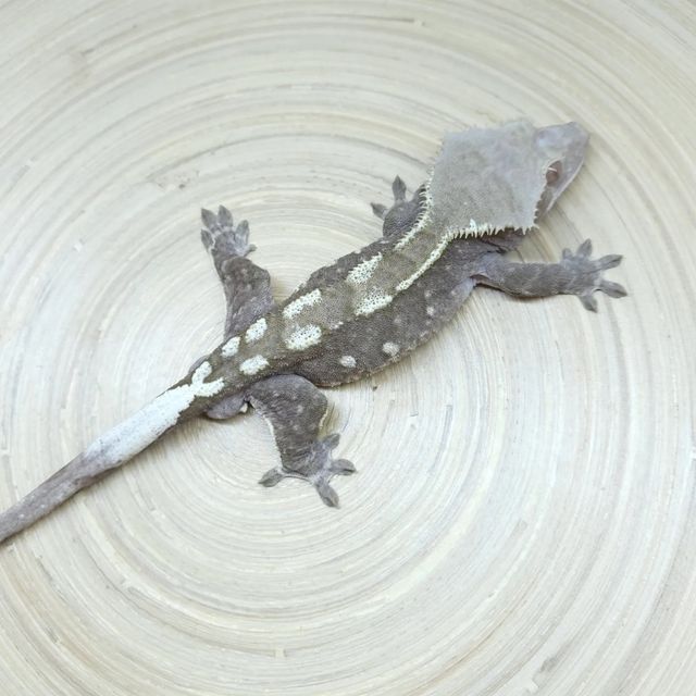 아잔틱