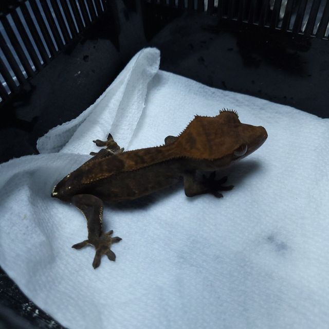 카푸치노 다크