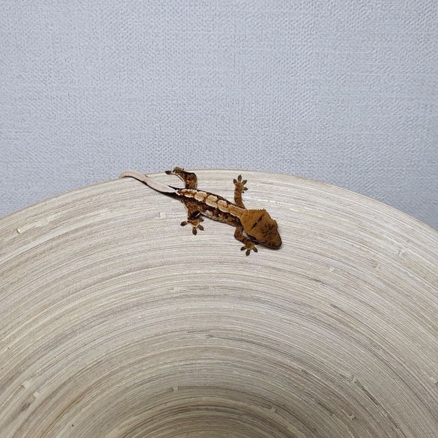 트라이 익스트림할리퀸 텐저린 바브