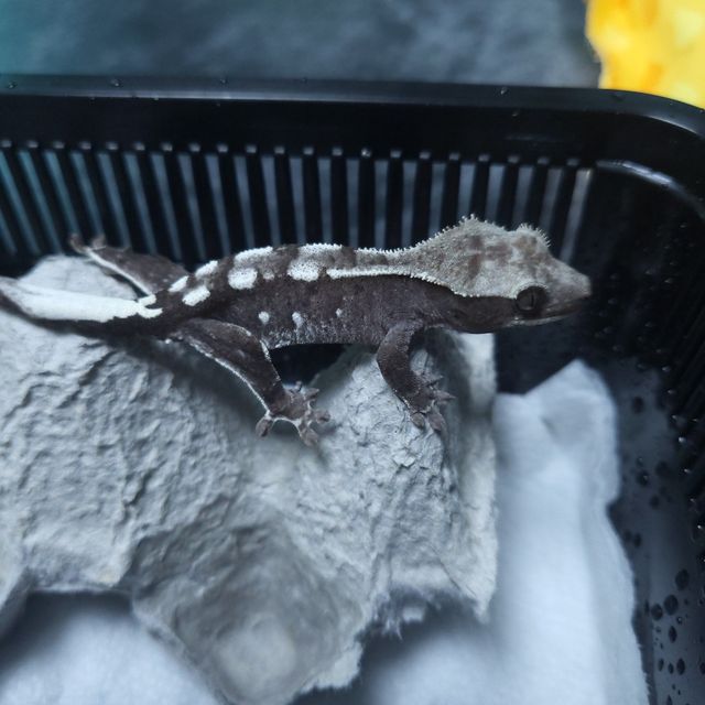 아잔틱