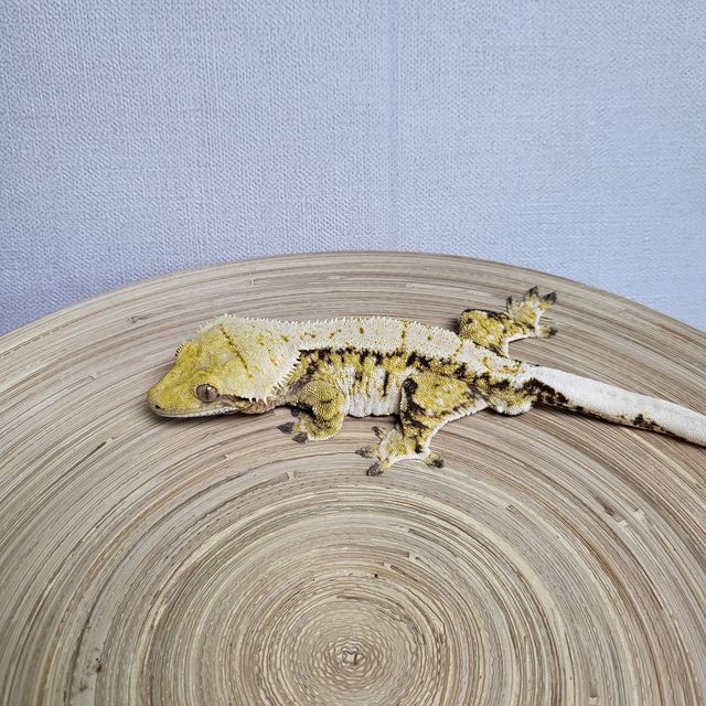 트라이 익스트림할리퀸 바브