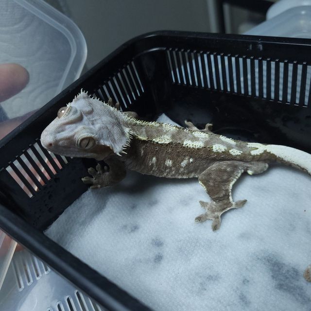 아잔틱