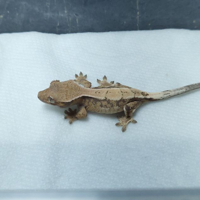 세이블