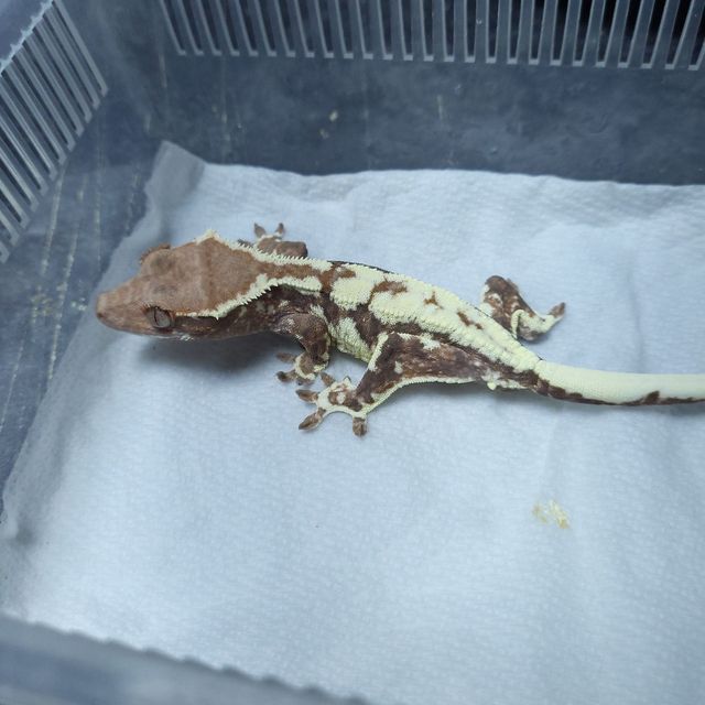프라푸치노