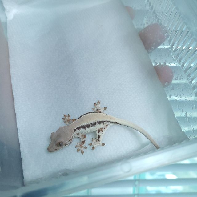 릴리 세이블