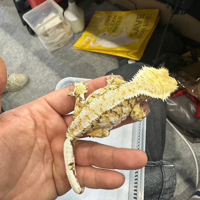 익스트림할리퀸 바브 트라이