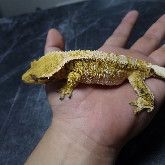 트라이 익스트림할리퀸 바브