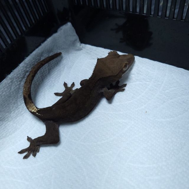 카푸치노 블랙