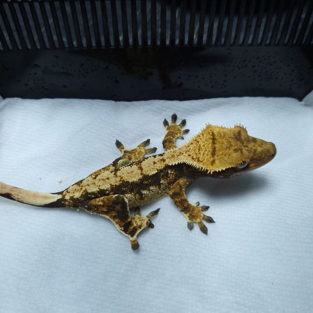 트라이