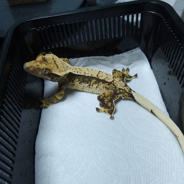 트라이 익스트림할리퀸