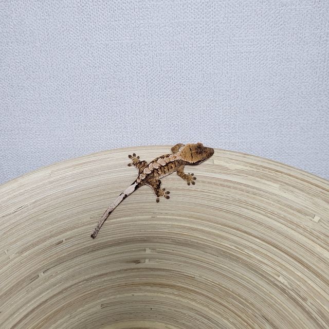 트라이 익스트림할리퀸