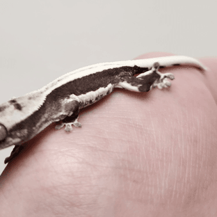 릴잔틱 풀핀 쿼드