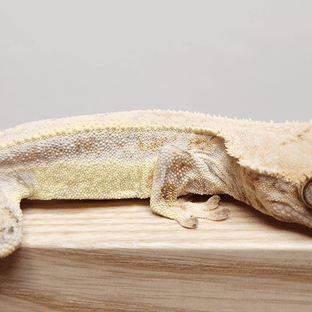 트라이 릴리화이트 풀핀