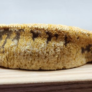 노멀 드리피 텐저린