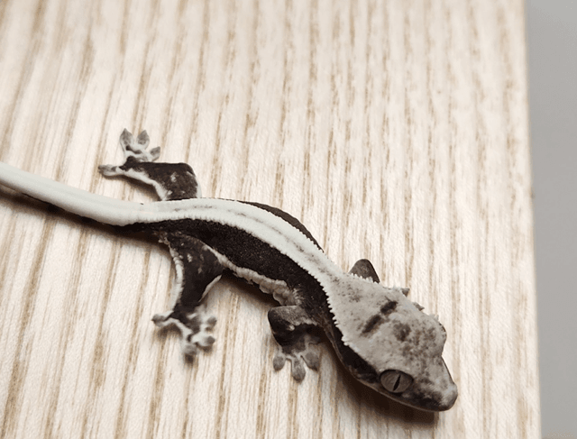 릴잔틱 풀핀 쿼드